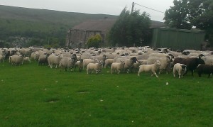 Lonk ewes with texel cross lambs at foot approx 3 months old 