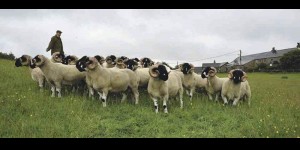 Chris Crowther's shearling tups to be featured in an August 2013 farmers Guardian. Watch this space. 