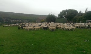 Some more lonk ewes with some pure and some texel cross lambs at foot 