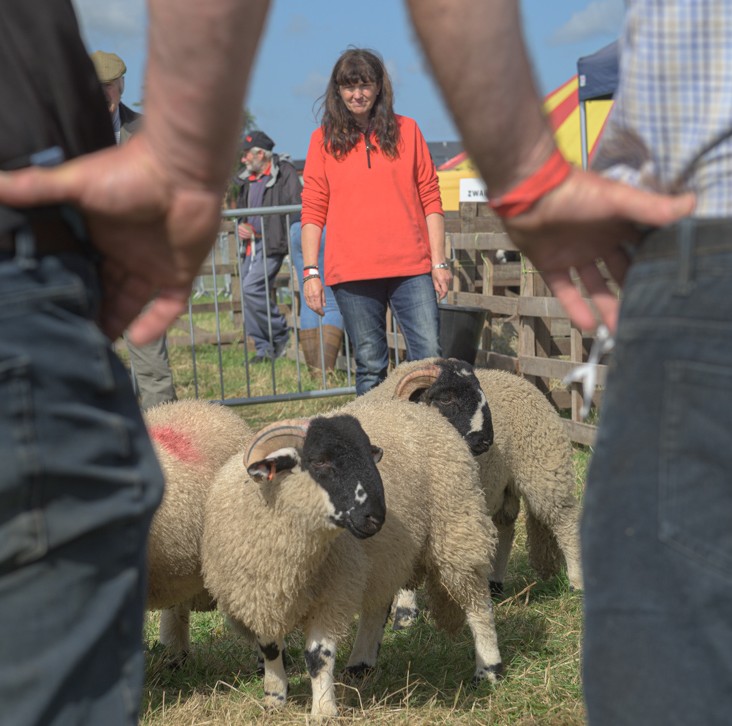 garstang show lonk sheep 2024