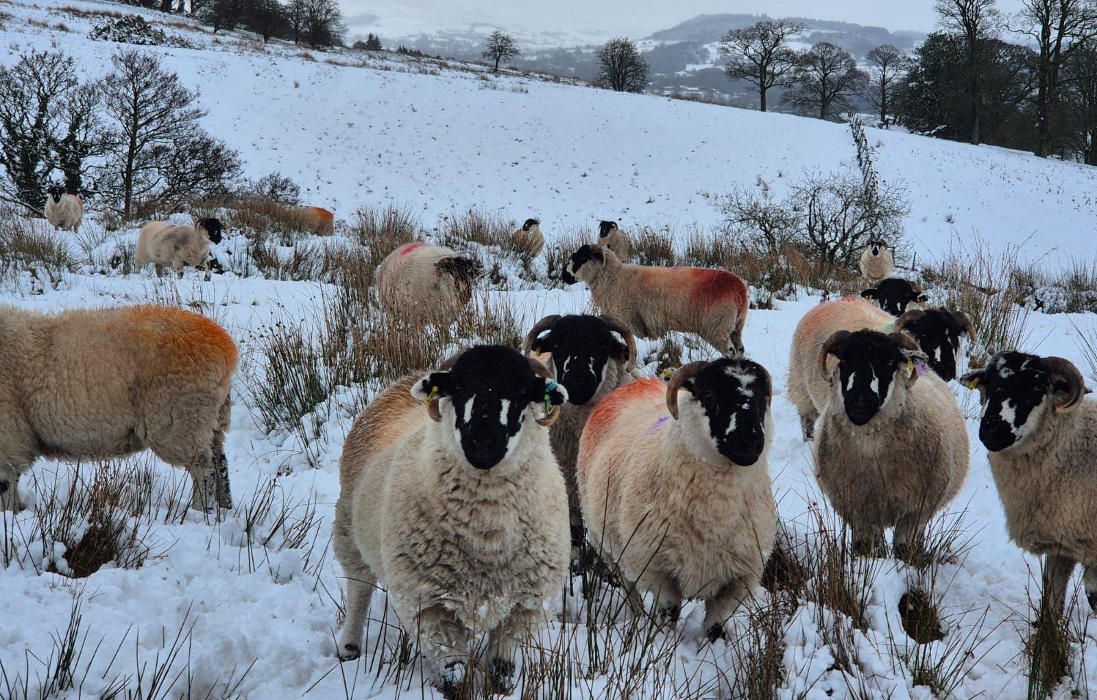 lonk sheep snow great harwood 2025