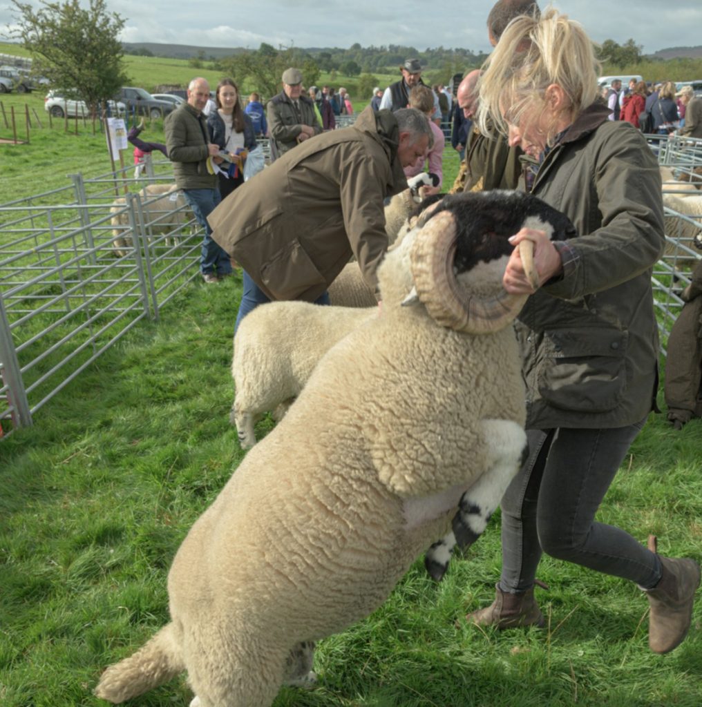harden moss show lonk sheep